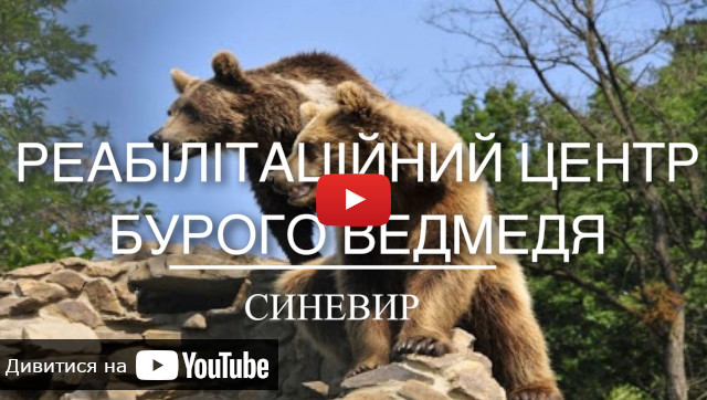 запуск відео про Реабілітаційний центр для бурих ведмедів Синевир відео про ведмедей в Карпатах