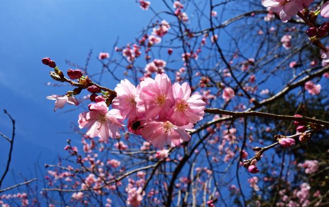 Поїздка в Закарпаття