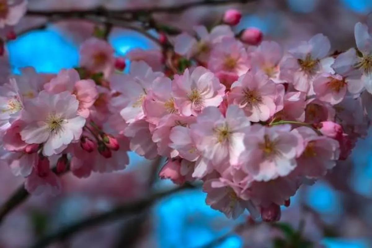 сакура в закарпатті